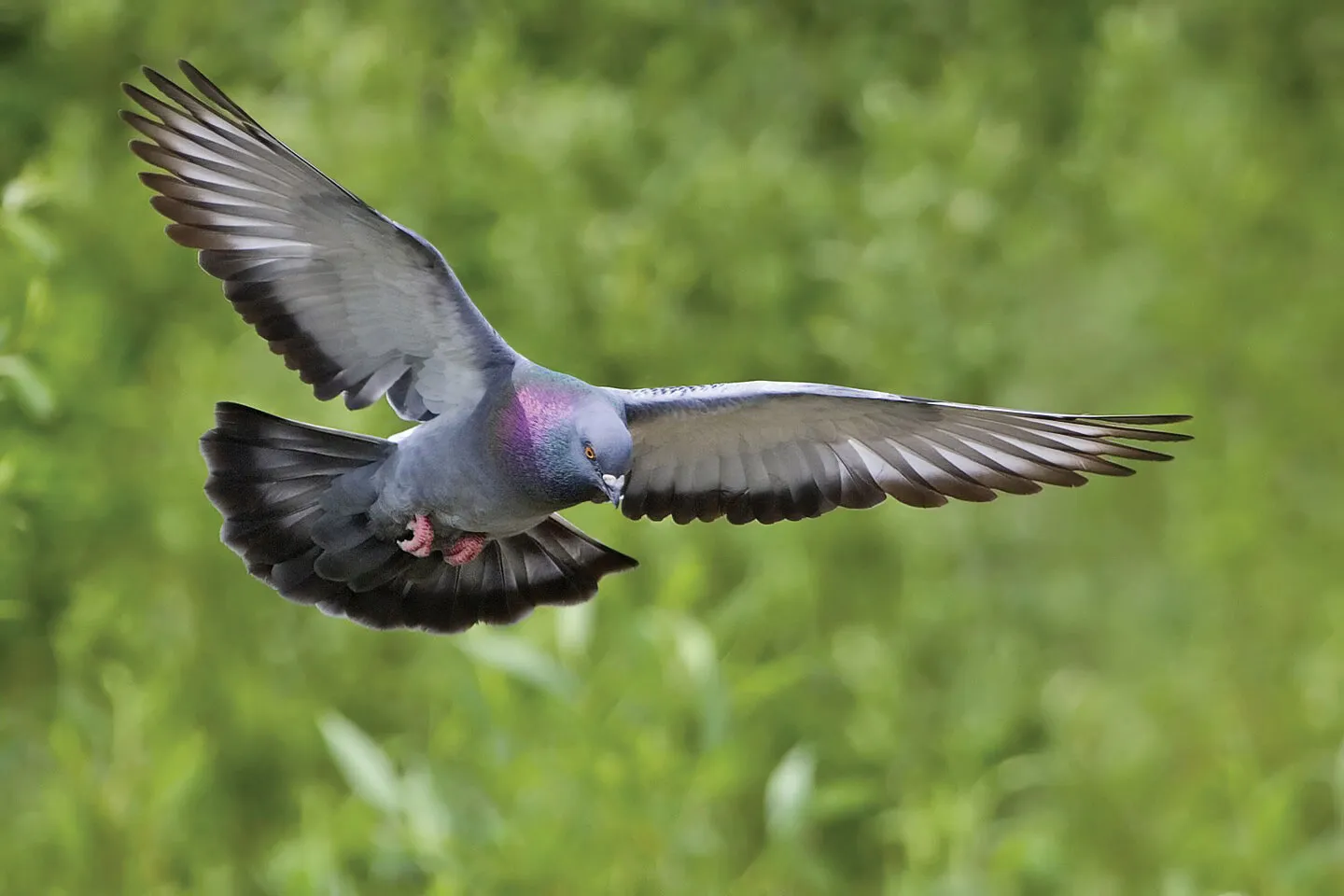 Racing homer pigeon