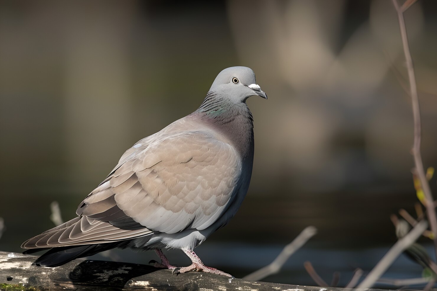 Pigeon at Frank Loft